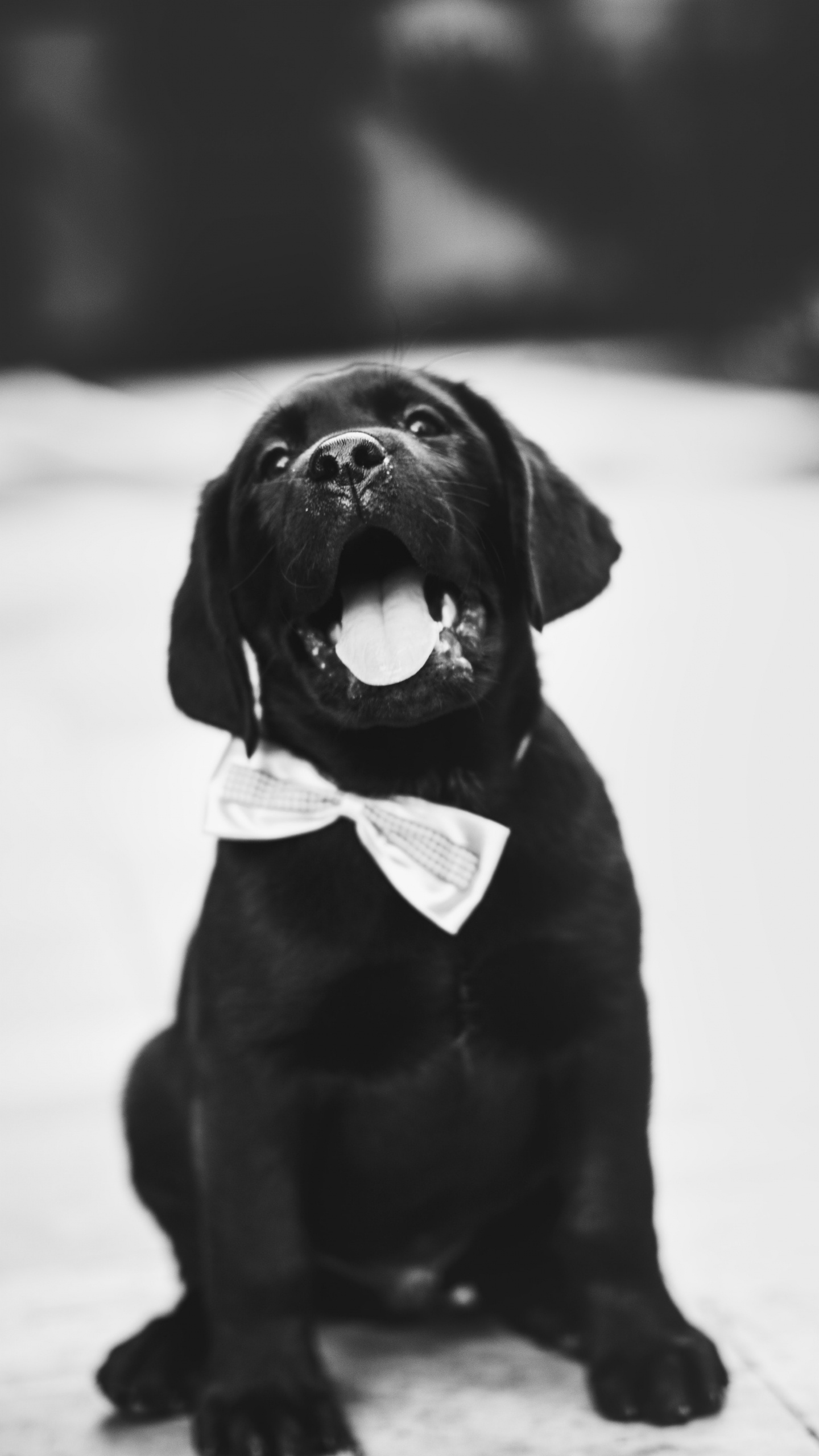 Обои лабрадор, щенок, пес, черный, Псовые в разрешении 1440x2560