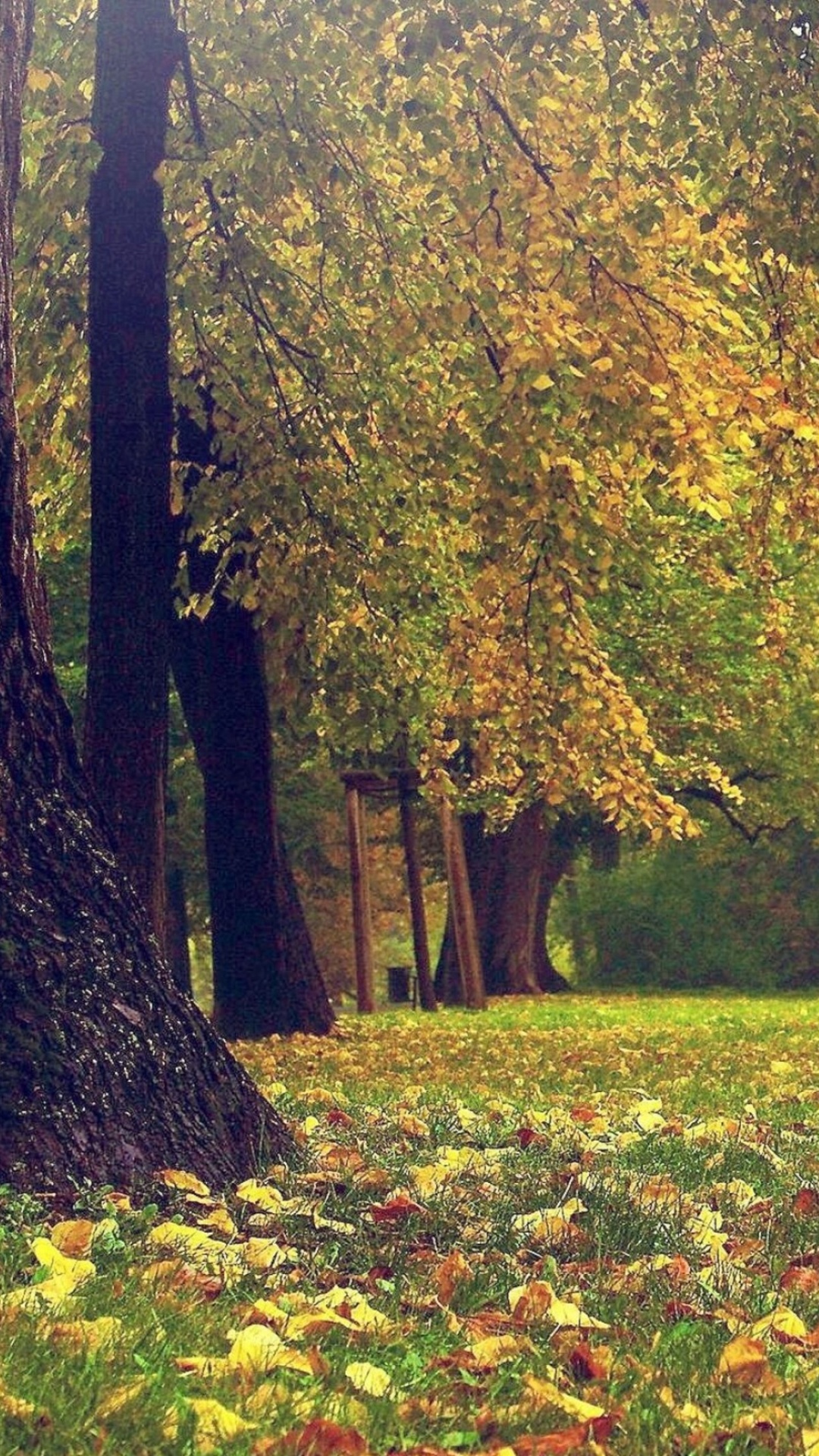 Обои природа, природный ландшафт, дерево, Люди в природе, лист в разрешении 1080x1920