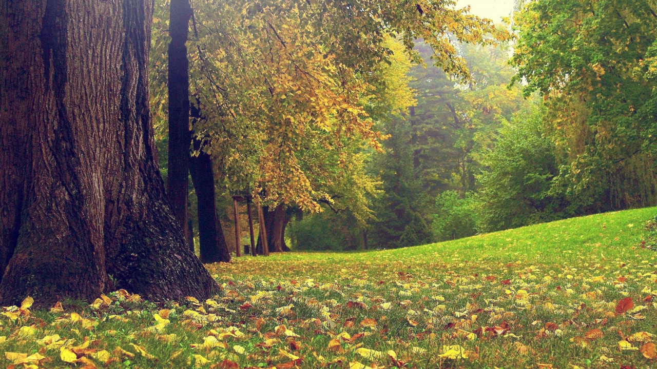 Обои природа, природный ландшафт, дерево, Люди в природе, лист в разрешении 1280x720