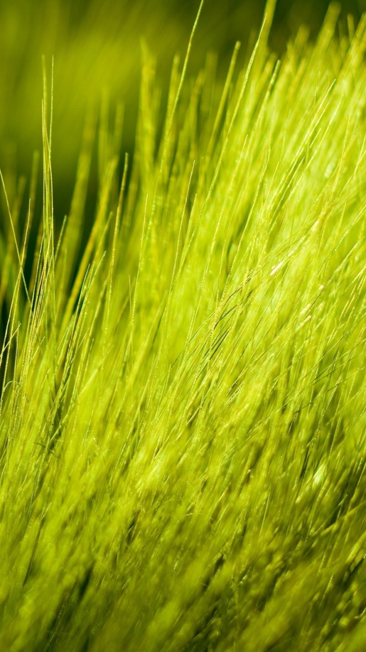 Обои зеленый, растительность, семейство травы, ячмень, прерия в разрешении 750x1334