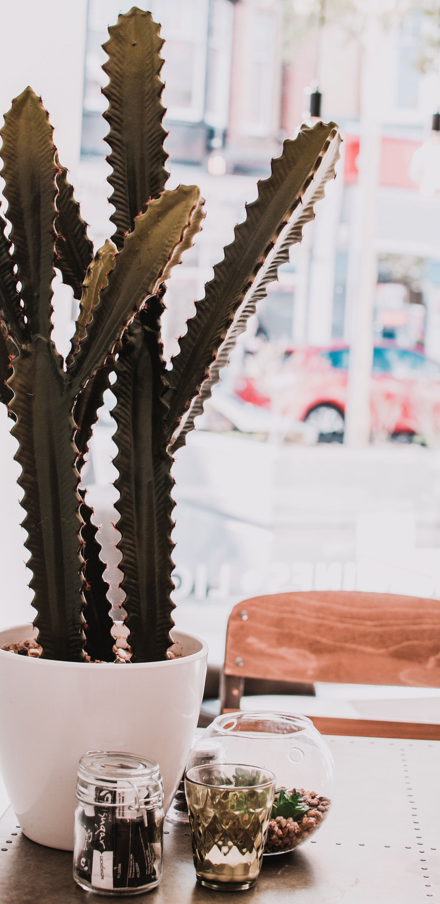 Обои цветок, суккулент, искусственный цветок, комнатное растение, caryophyllales в разрешении 1440x2960