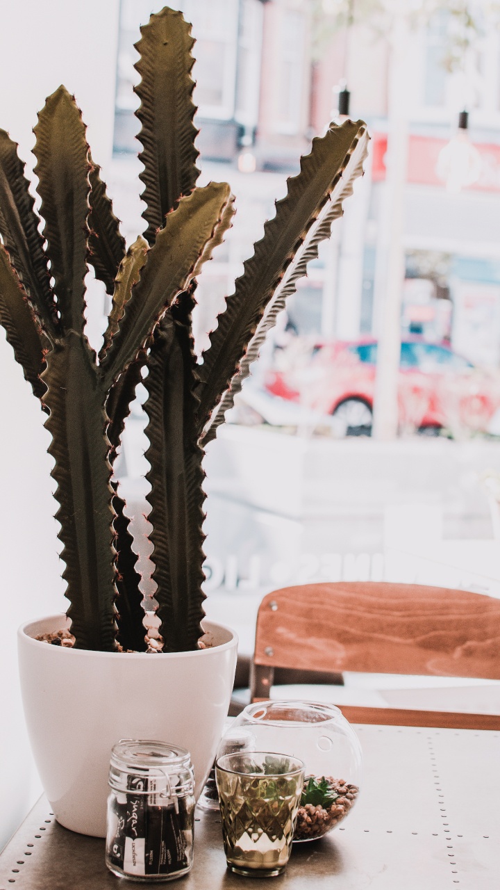 Обои цветок, суккулент, искусственный цветок, комнатное растение, caryophyllales в разрешении 720x1280