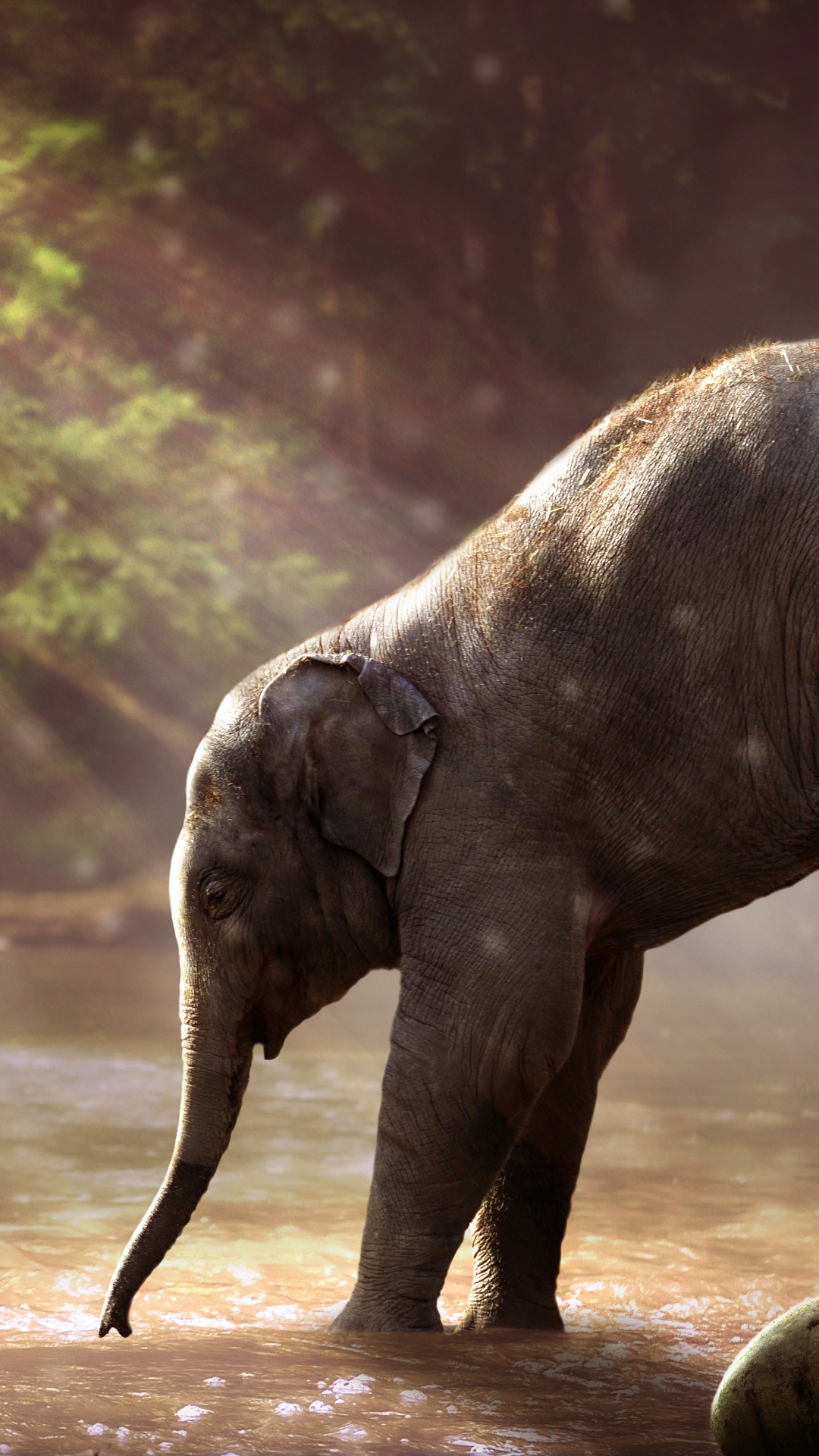 Обои Слон, привлекательность, слоны и мамонты, наземные животные, индийский слон в разрешении 1080x1920