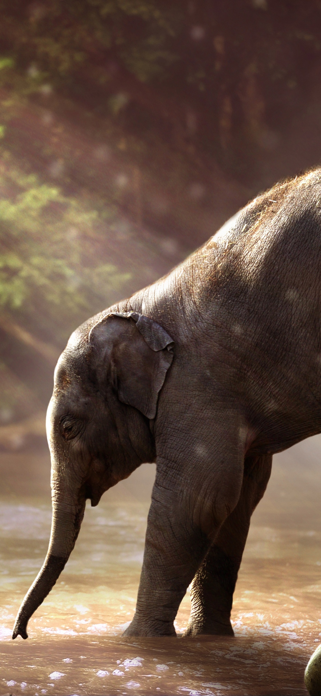 Обои Слон, привлекательность, слоны и мамонты, наземные животные, индийский слон в разрешении 1125x2436