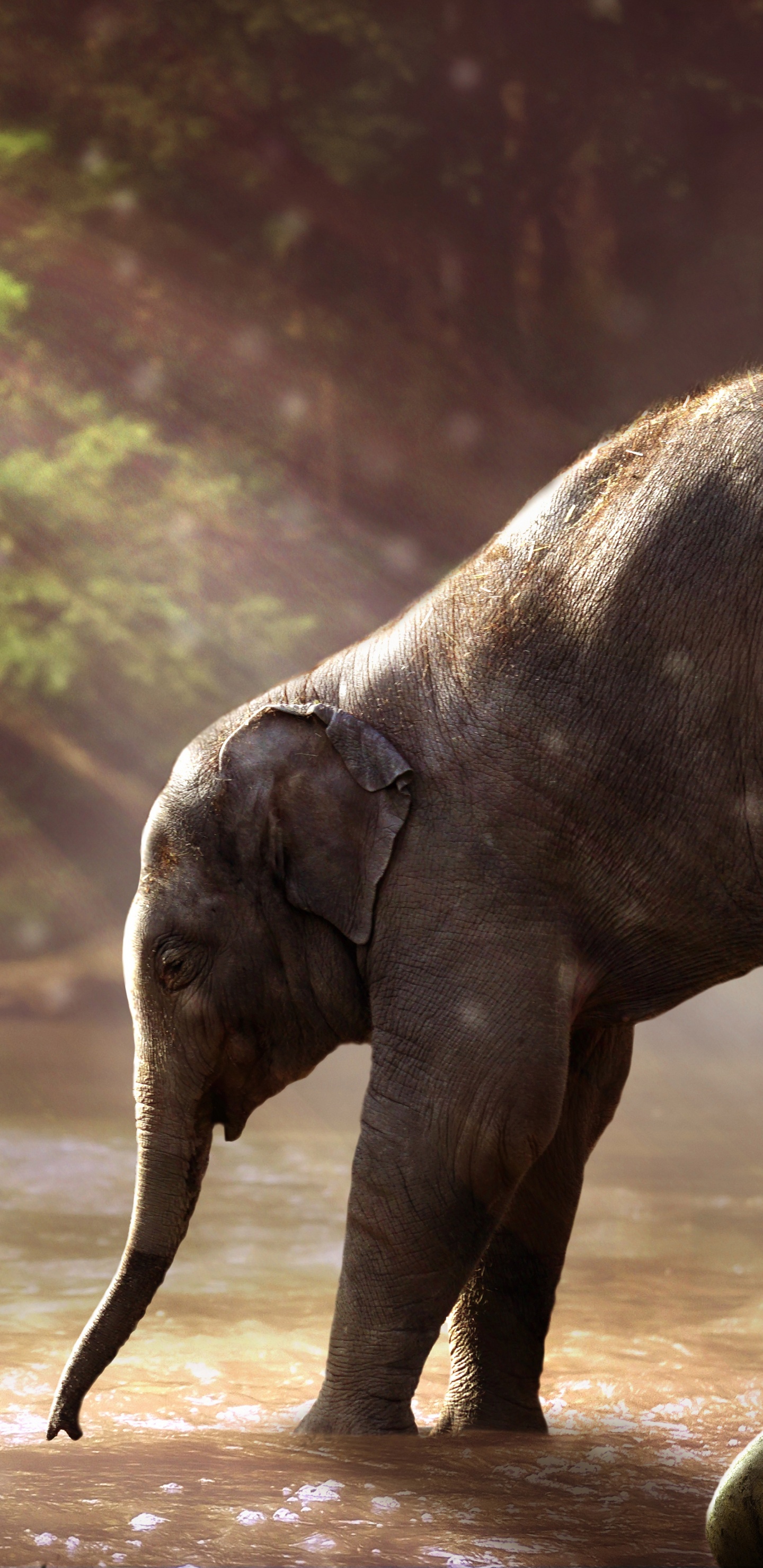 Обои Слон, привлекательность, слоны и мамонты, наземные животные, индийский слон в разрешении 1440x2960