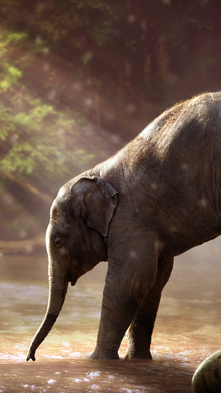 Обои Слон, привлекательность, слоны и мамонты, наземные животные, индийский слон в разрешении 750x1334
