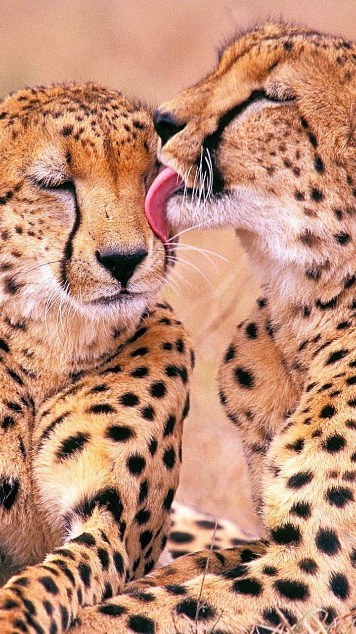 Обои кошачьих, Лев, наземные животные, живая природа, Гепард в разрешении 720x1280