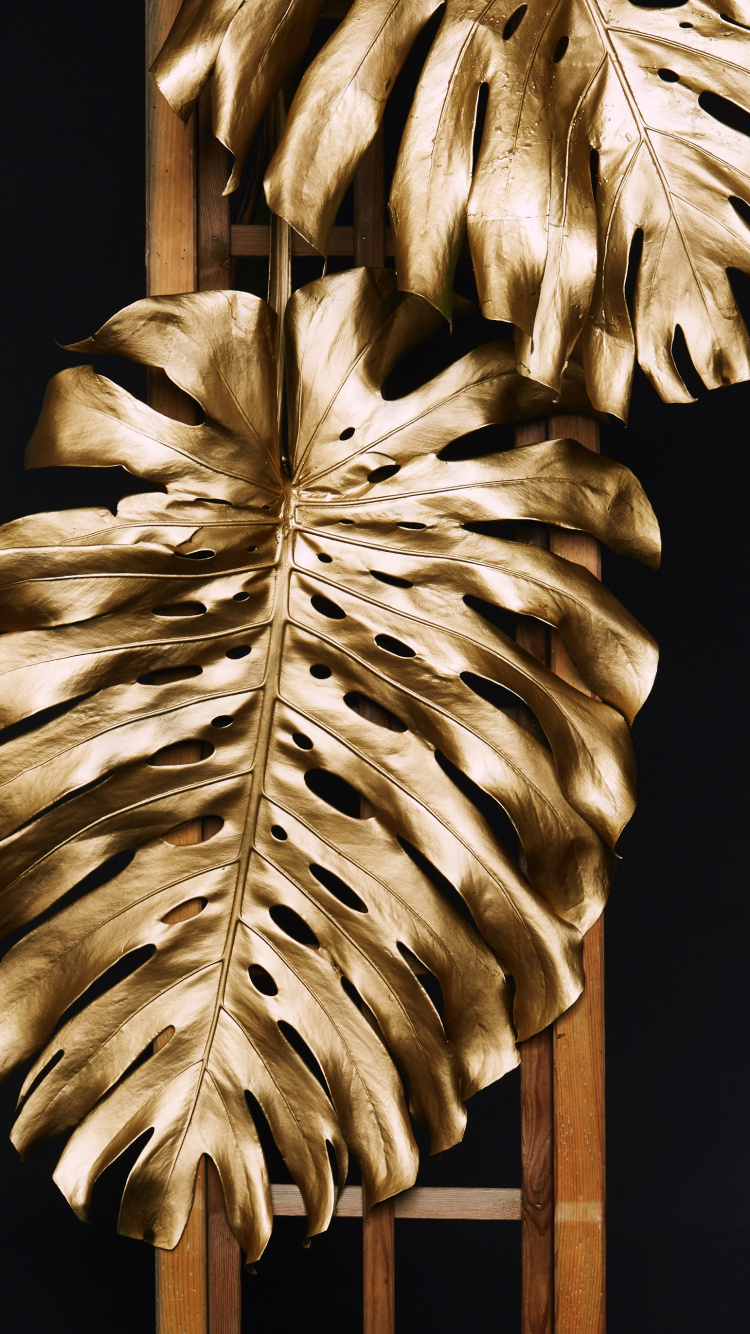 Обои золото монстера листья, Швейцарский сыр завод, золото, сусальное золото, лист в разрешении 750x1334
