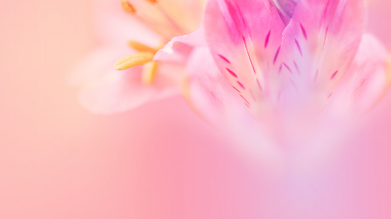 Обои Huawei, Huawei Nova, Huawei Nova 3, huawei nova 3e акции, huawei nova 3e в разрешении 1366x768