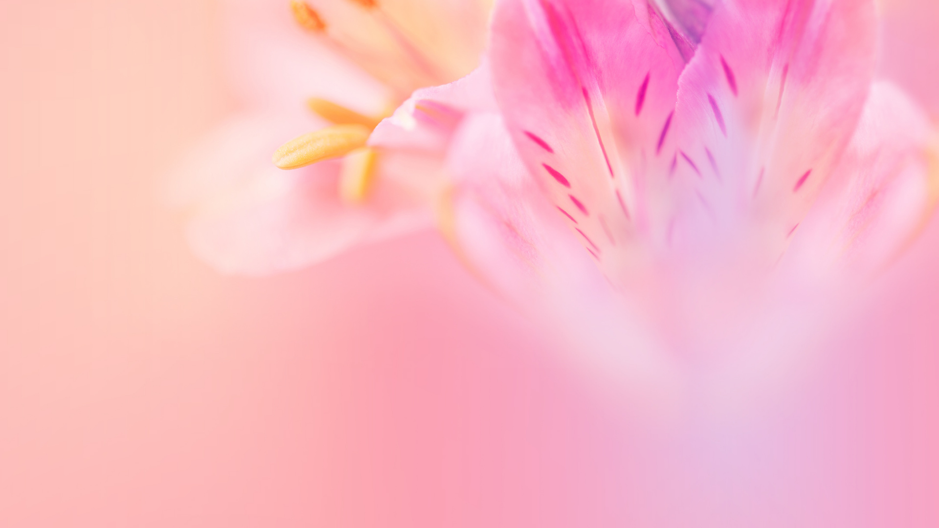 Обои Huawei, Huawei Nova, Huawei Nova 3, huawei nova 3e акции, huawei nova 3e в разрешении 1920x1080