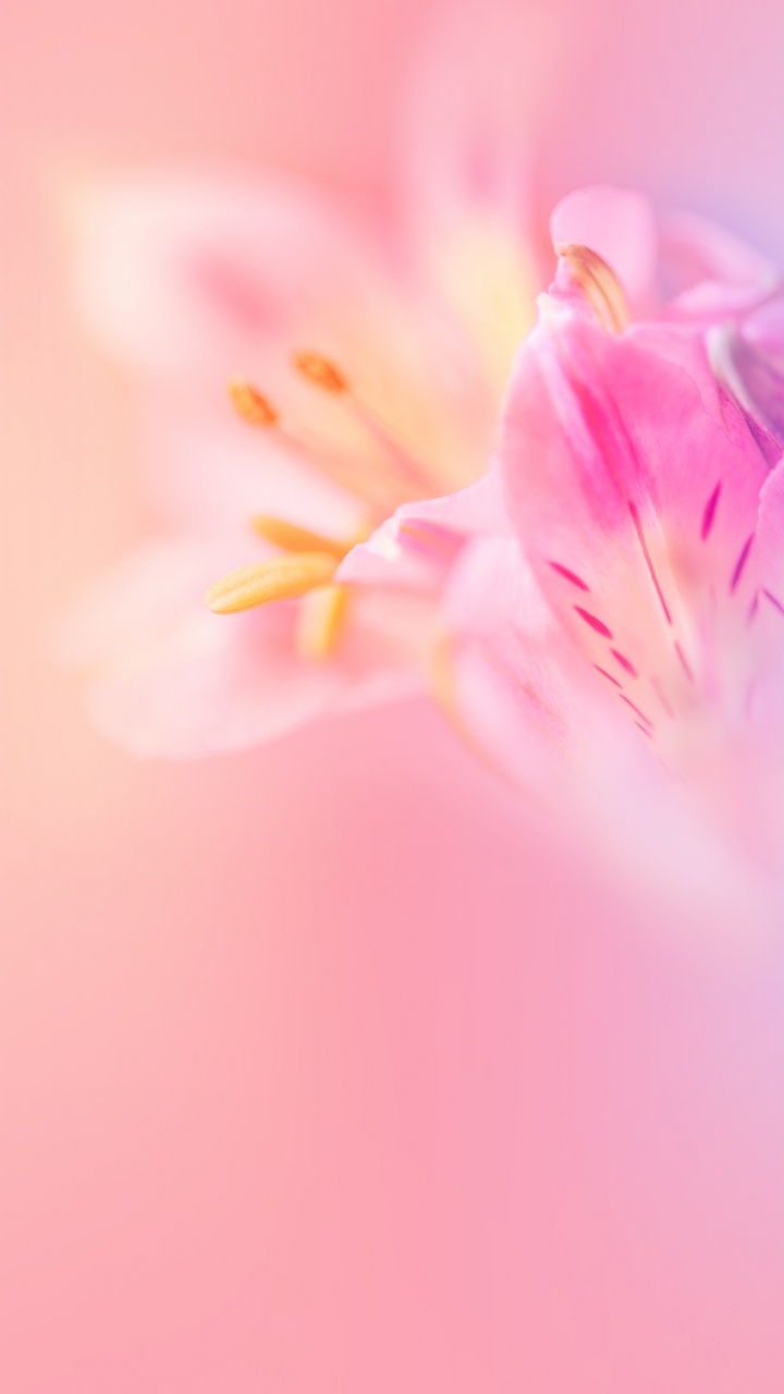 Обои Huawei, Huawei Nova, Huawei Nova 3, huawei nova 3e акции, huawei nova 3e в разрешении 720x1280