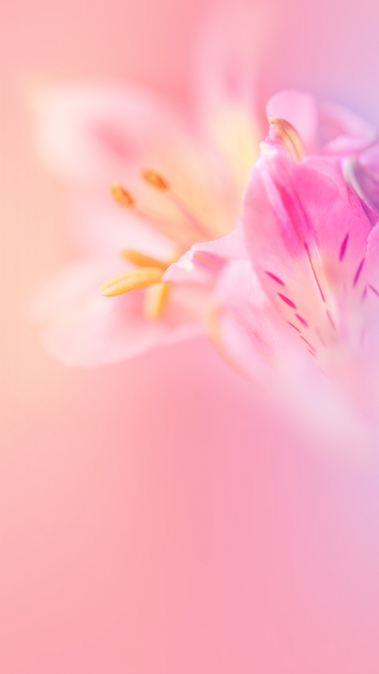 Обои Huawei, Huawei Nova, Huawei Nova 3, huawei nova 3e акции, huawei nova 3e в разрешении 750x1334