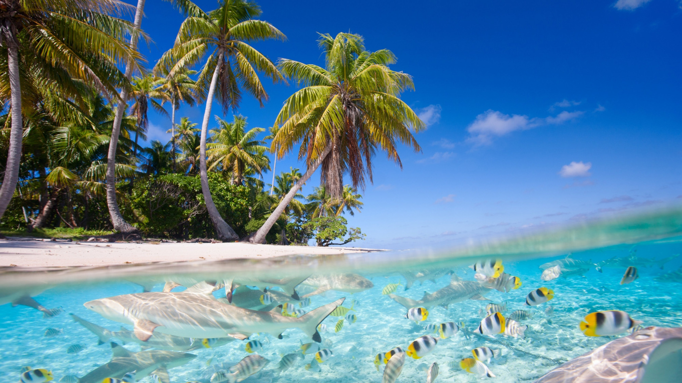 Обои море, вода, тропическая зона, Карибский бассейн, отпуск в разрешении 1366x768