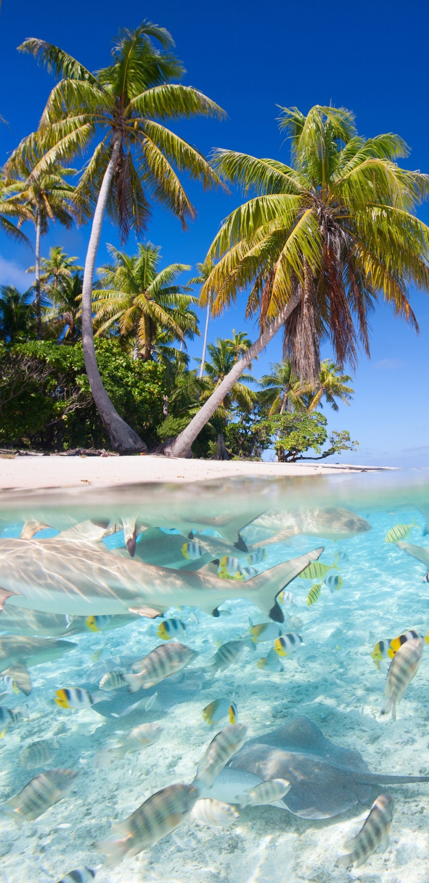 Обои море, вода, тропическая зона, Карибский бассейн, отпуск в разрешении 1440x2960