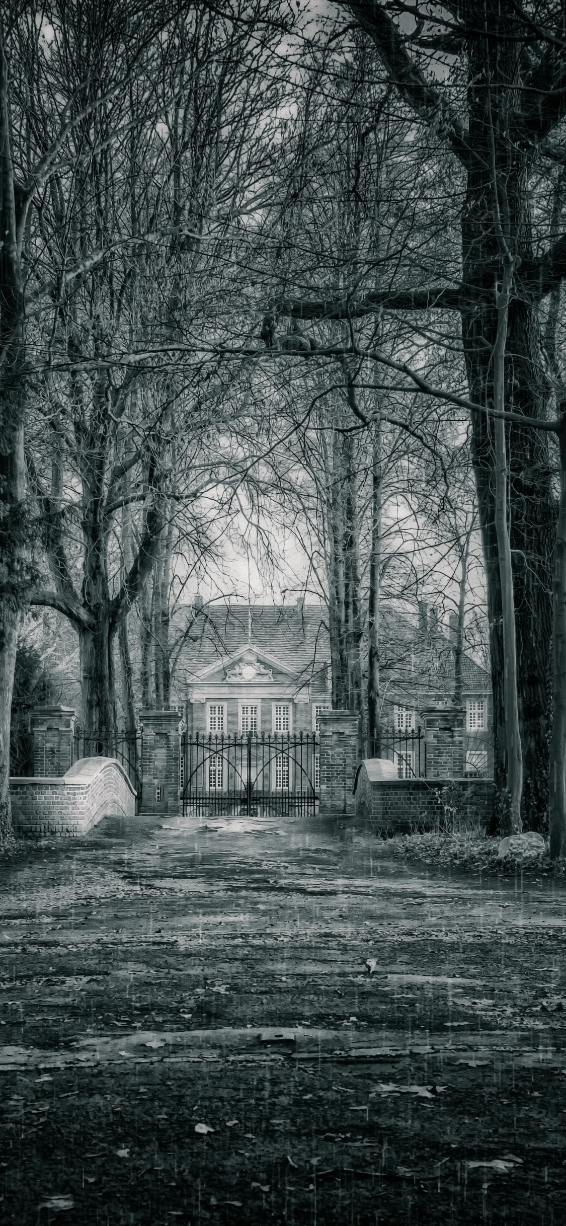 Обои черный, природа, дерево, окружающая среда, атмосфера в разрешении 1125x2436