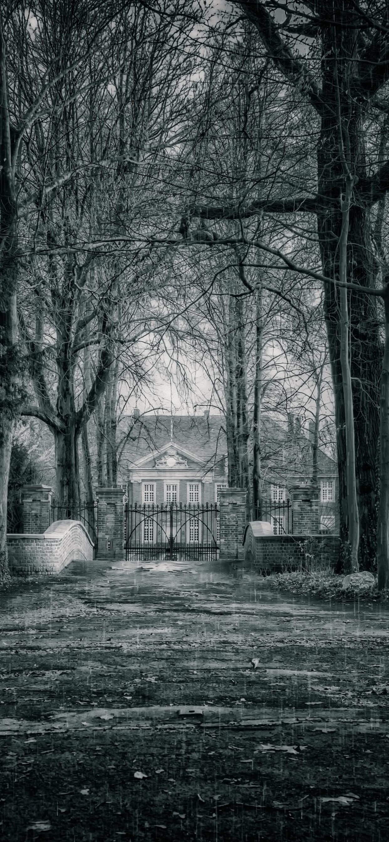 Обои черный, природа, дерево, окружающая среда, атмосфера в разрешении 1242x2688