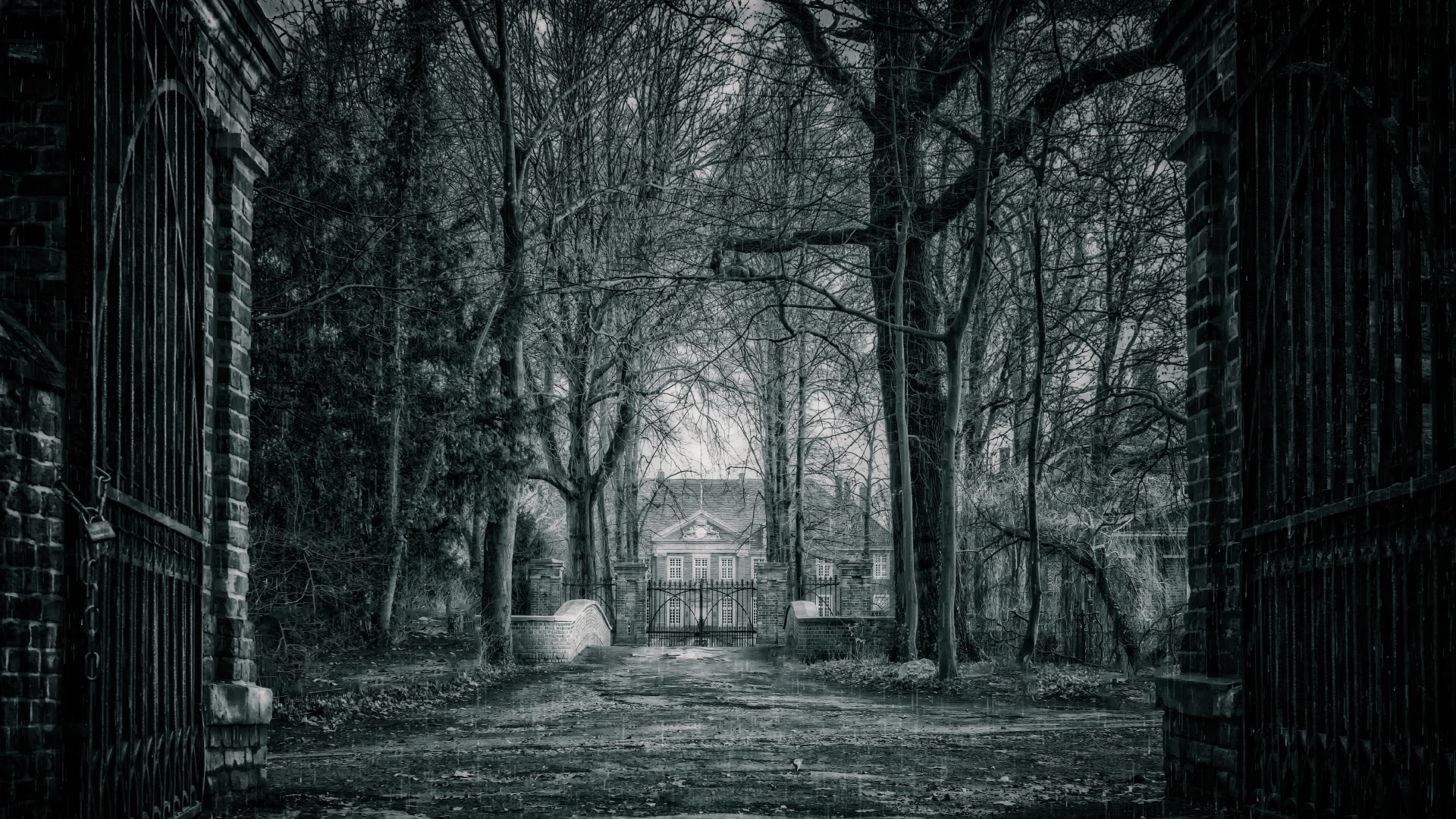 Обои черный, природа, дерево, окружающая среда, атмосфера в разрешении 1920x1080