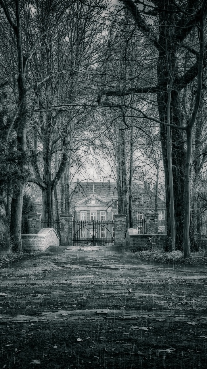 Обои черный, природа, дерево, окружающая среда, атмосфера в разрешении 720x1280