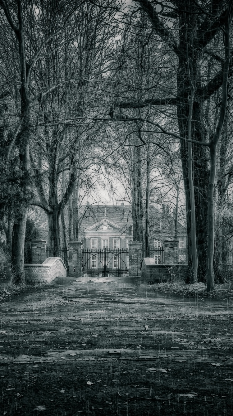 Обои черный, природа, дерево, окружающая среда, атмосфера в разрешении 750x1334