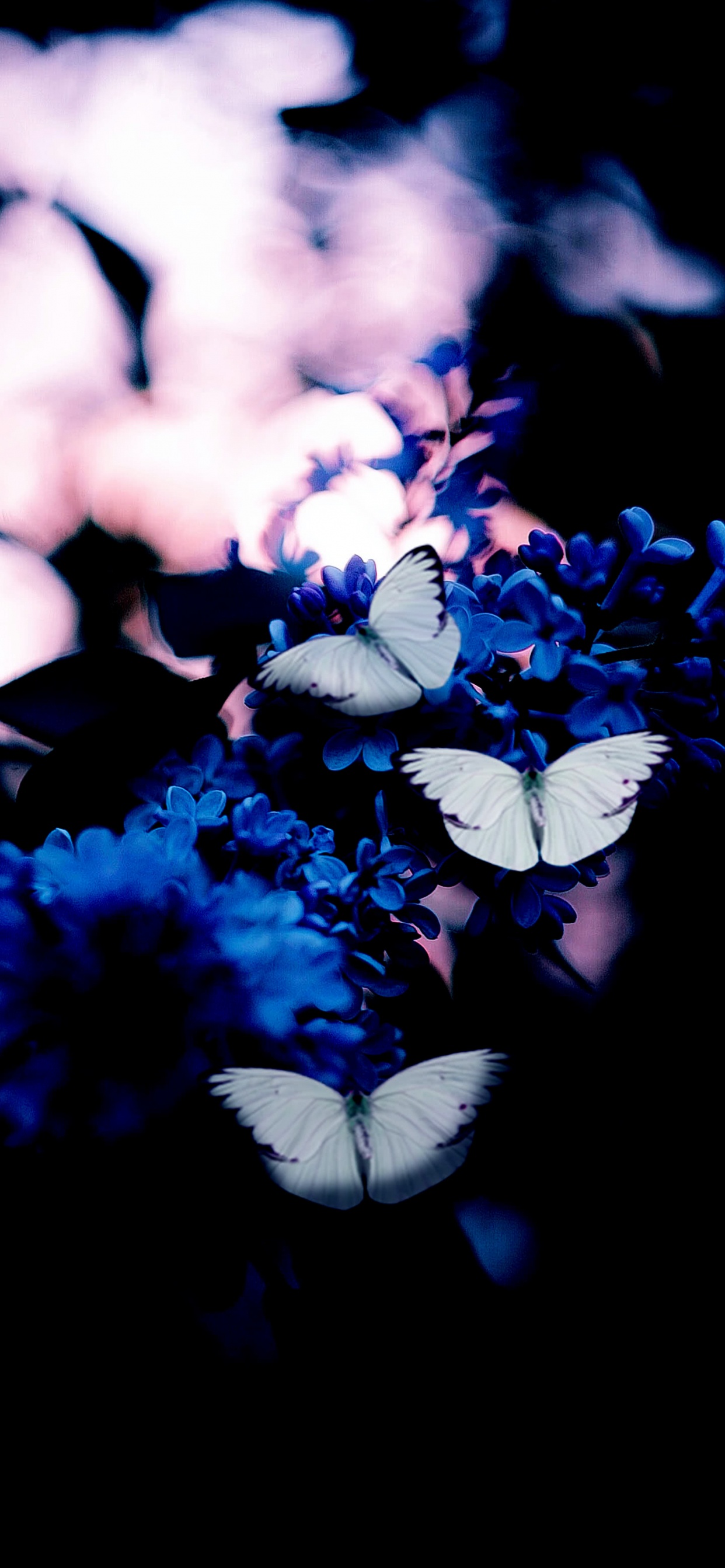 Обои голубая бабочка, синий, темно-синяя бабочка, желтый, бабочка в разрешении 1242x2688