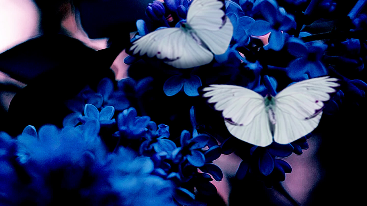 Обои голубая бабочка, синий, темно-синяя бабочка, желтый, бабочка в разрешении 1280x720