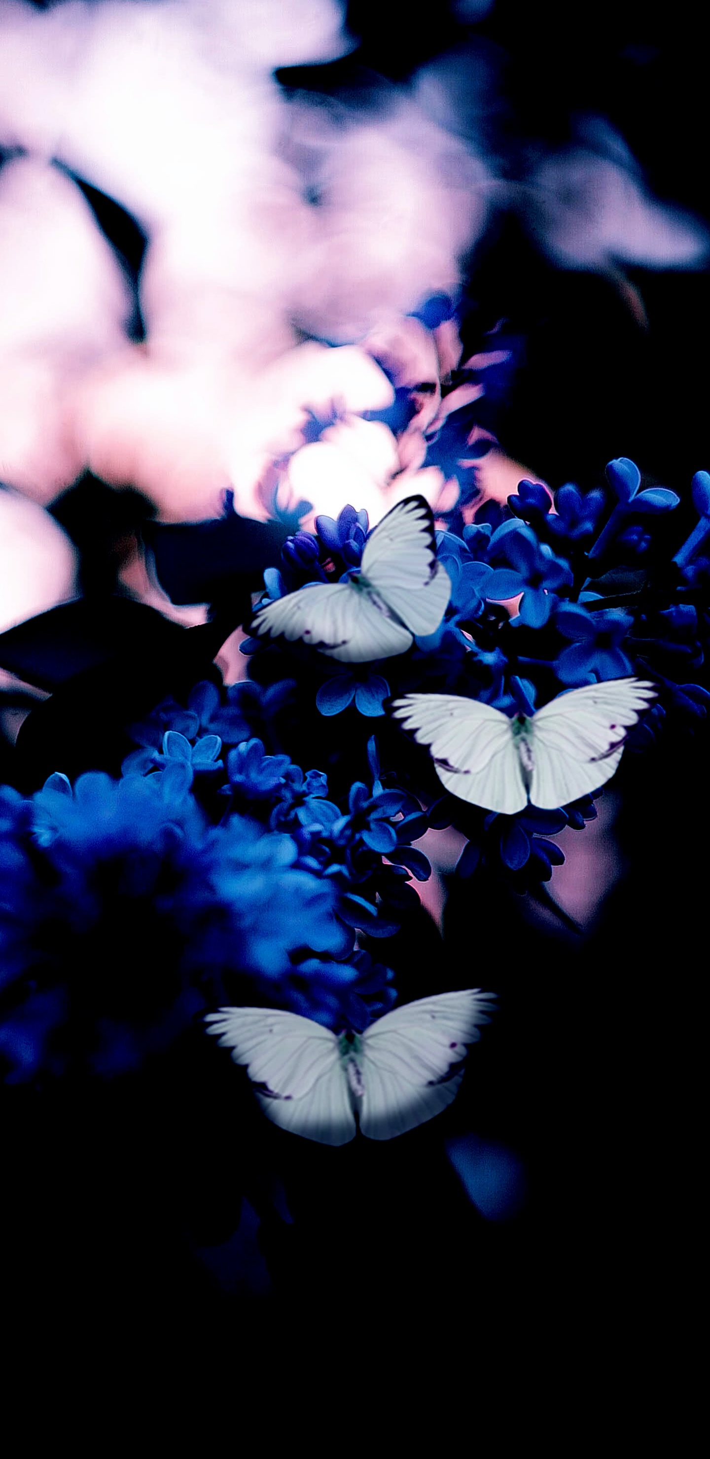 Обои голубая бабочка, синий, темно-синяя бабочка, желтый, бабочка в разрешении 1440x2960