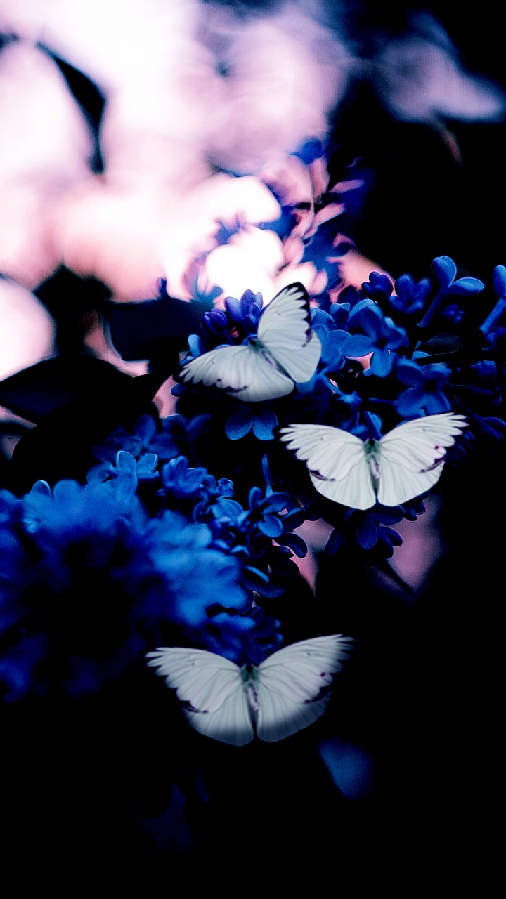 Обои голубая бабочка, синий, темно-синяя бабочка, желтый, бабочка в разрешении 720x1280