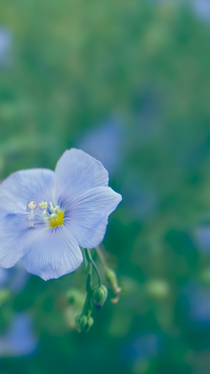 Обои синий, лепесток, весна, полевой цветок, луг в разрешении 720x1280