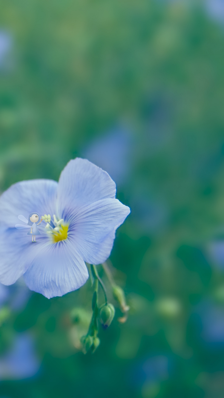 Обои синий, лепесток, весна, полевой цветок, луг в разрешении 750x1334