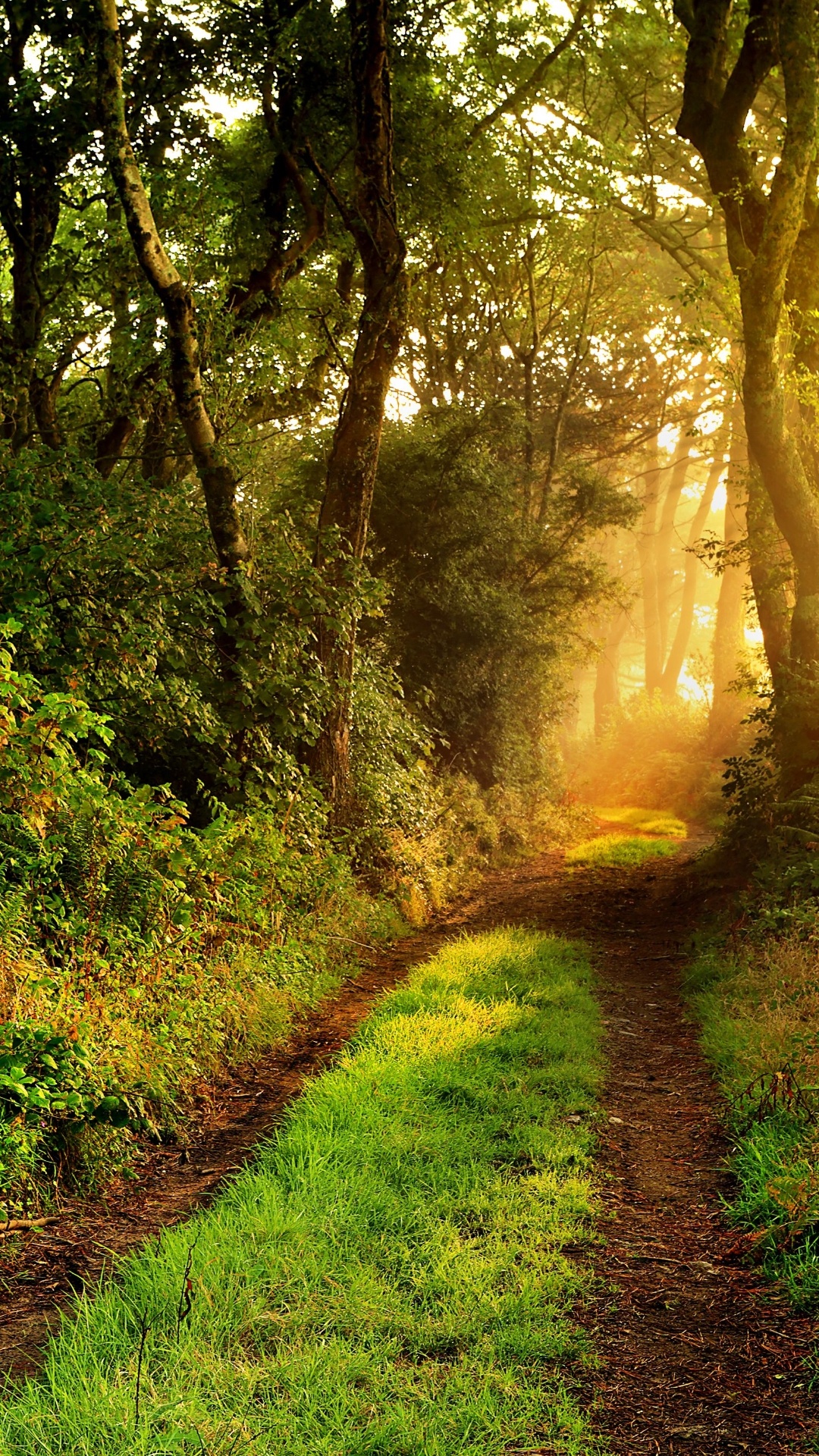 Обои лесистая местность, лес, растение, зеленый, ветвь в разрешении 1080x1920