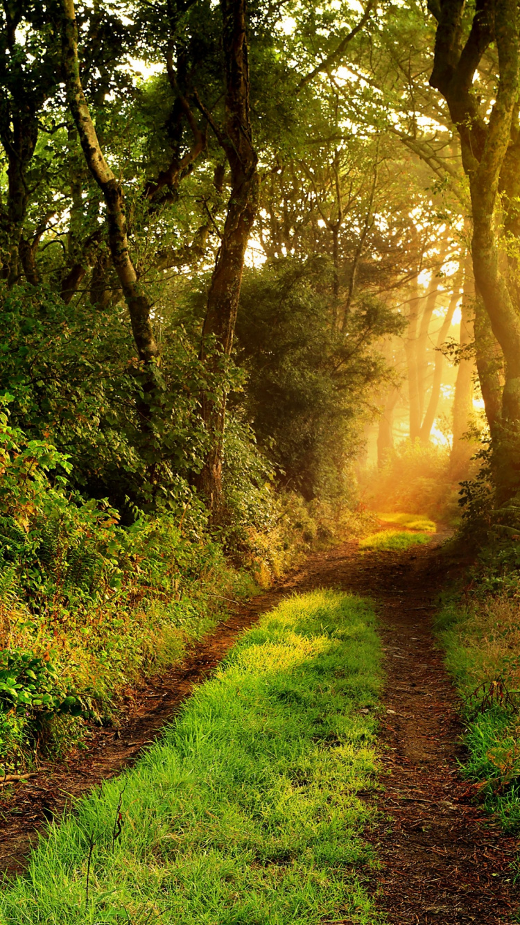 Обои лесистая местность, лес, растение, зеленый, ветвь в разрешении 750x1334