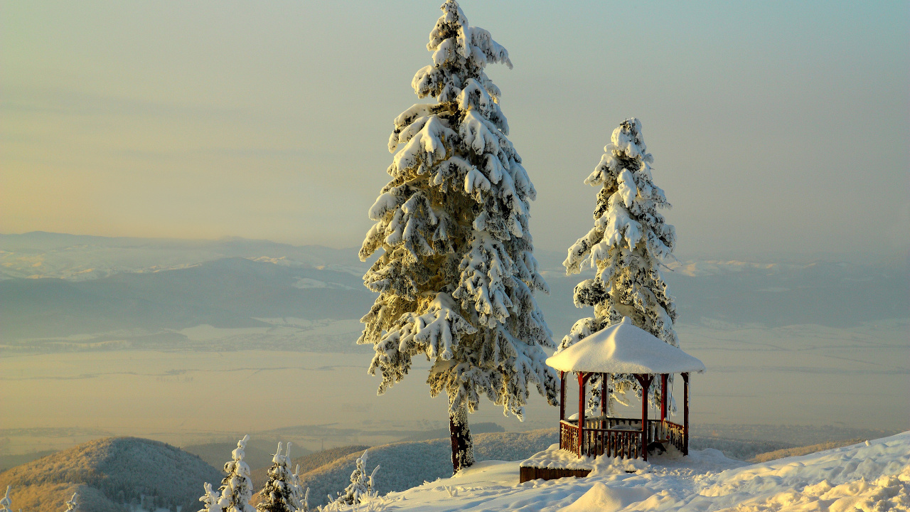 Обои снег, зима, дерево, замораживание, пихта в разрешении 1280x720