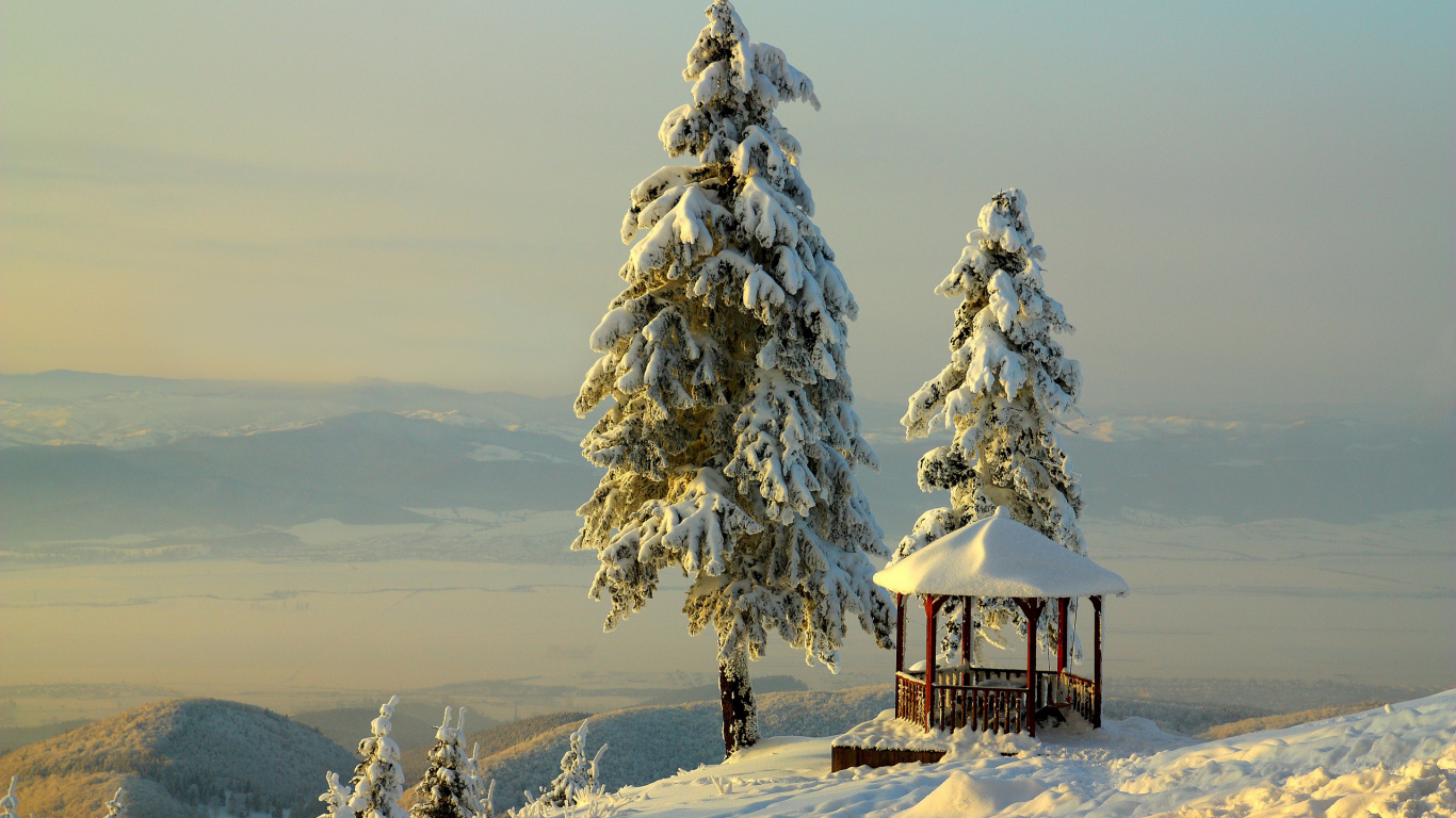 Обои снег, зима, дерево, замораживание, пихта в разрешении 1366x768