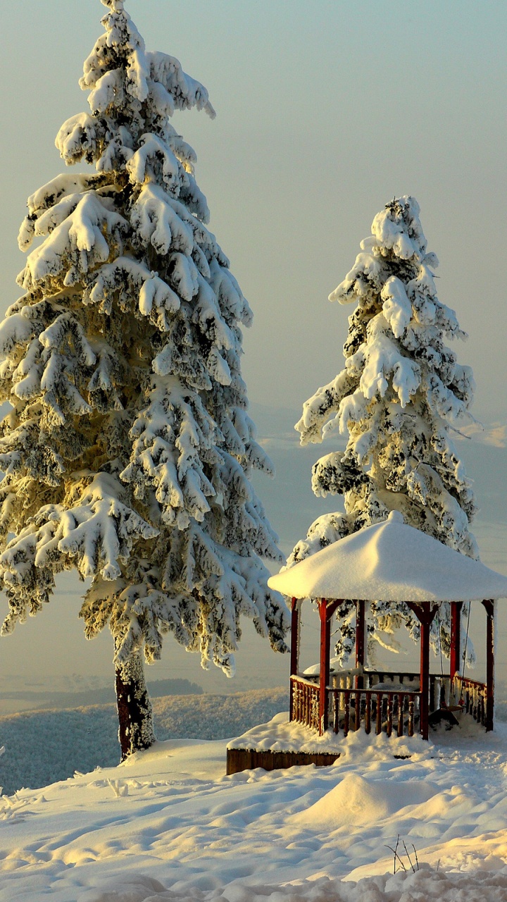 Обои снег, зима, дерево, замораживание, пихта в разрешении 720x1280