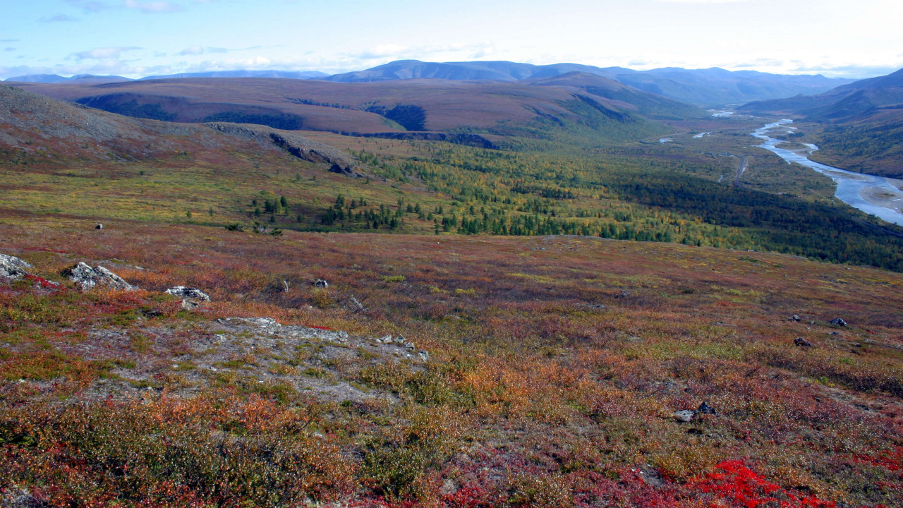 Обои тундра, растительность, биом, экосистема, нагорье в разрешении 1280x720