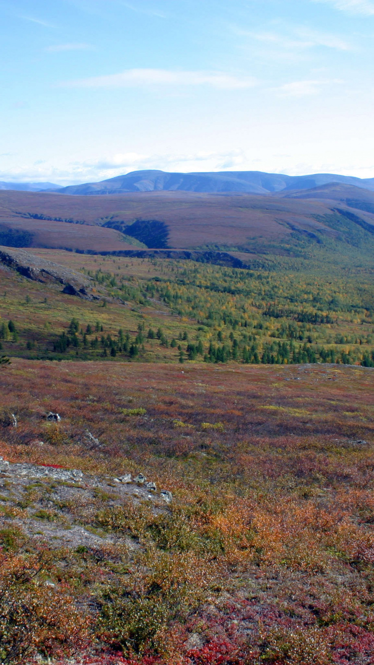 Обои тундра, растительность, биом, экосистема, нагорье в разрешении 750x1334