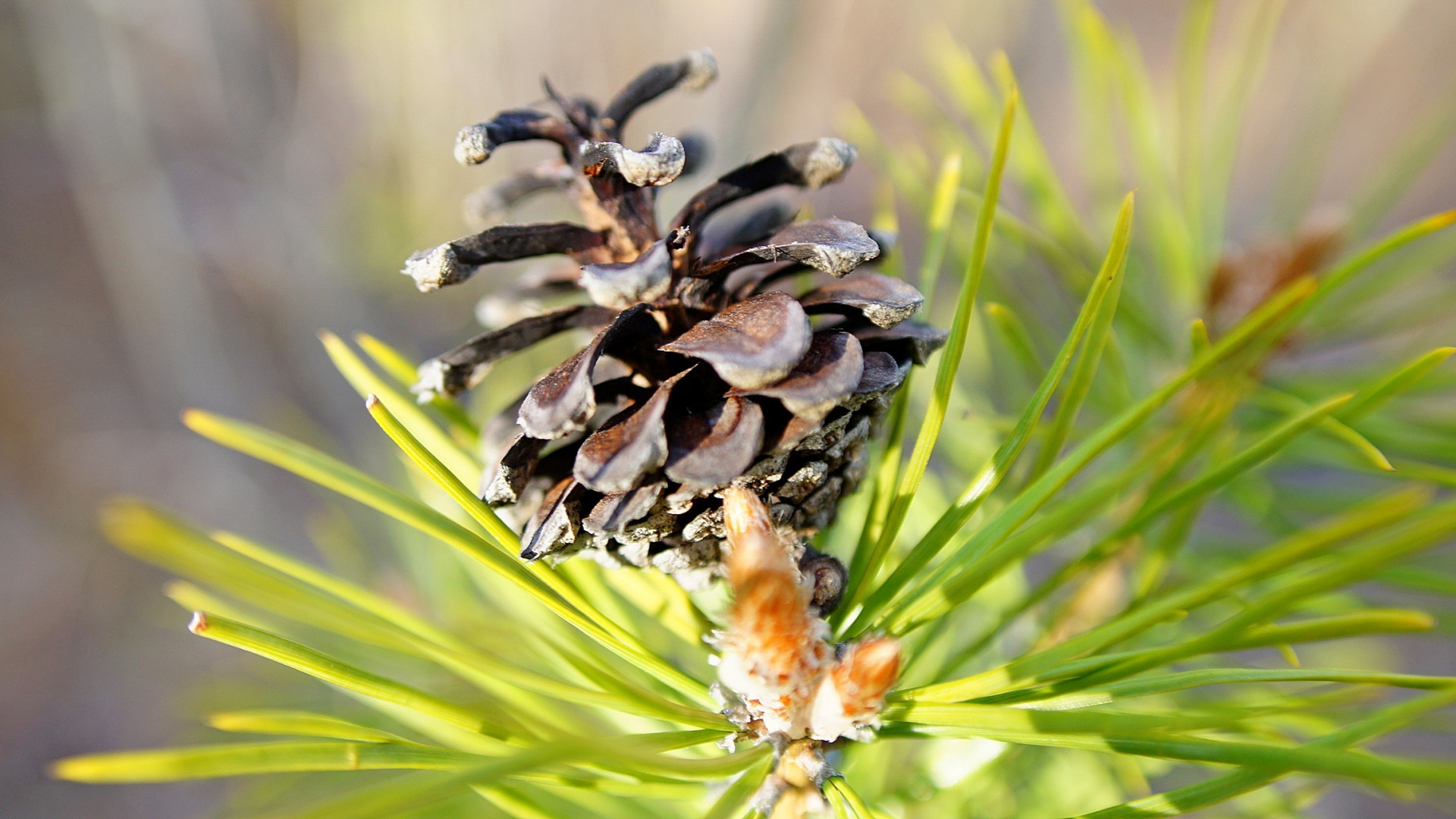 Обои лиственница, хвойные конуса, растение, сосна, семейства сосновых в разрешении 1920x1080