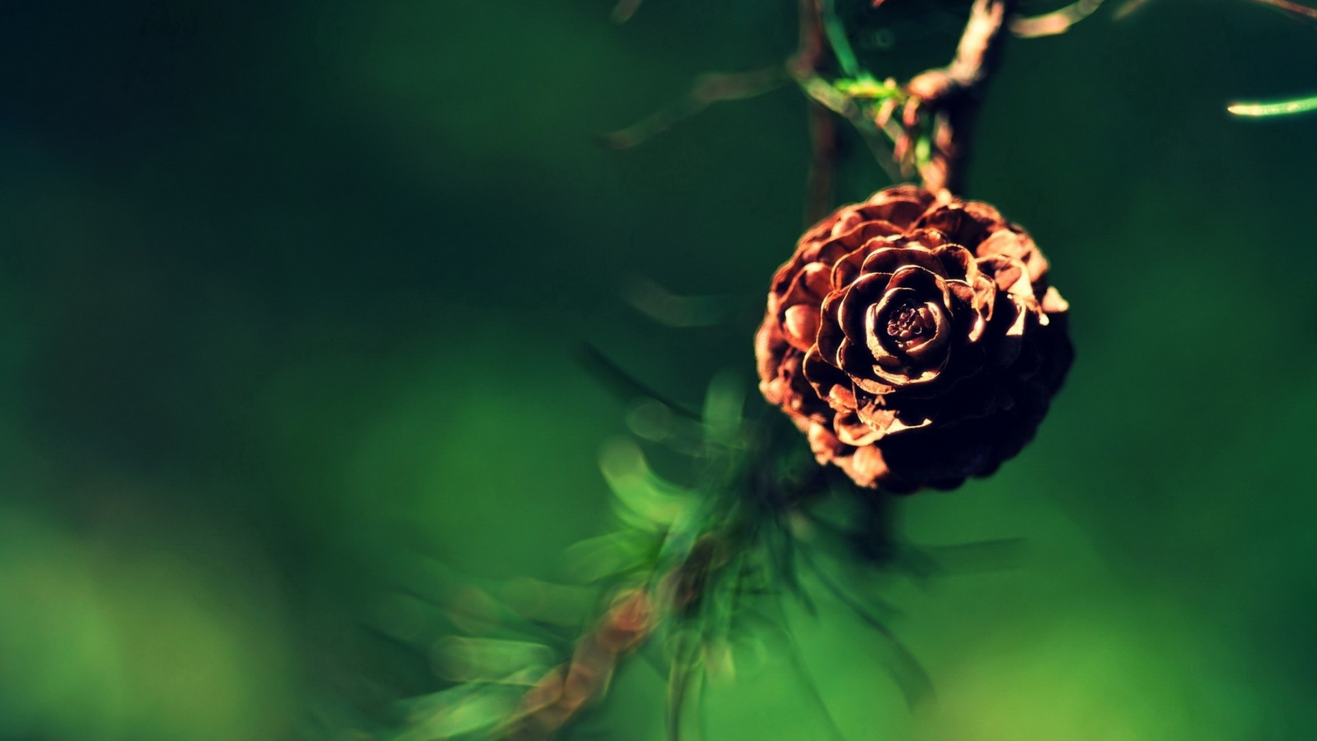 Обои крупный план, прут, стебель растения, цветок, растение в разрешении 1920x1080