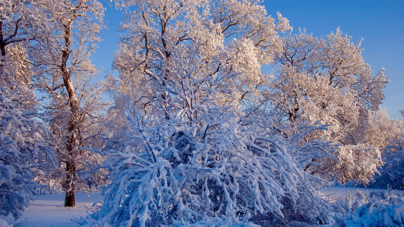 Обои зима, снег, мороз, дерево, природа в разрешении 1366x768