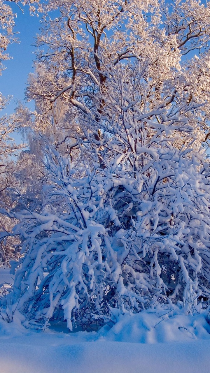 Обои зима, снег, мороз, дерево, природа в разрешении 720x1280
