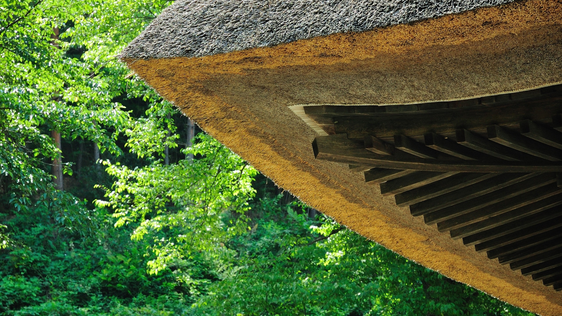 Обои зеленый, крыша, дерево, лес, биом в разрешении 1920x1080