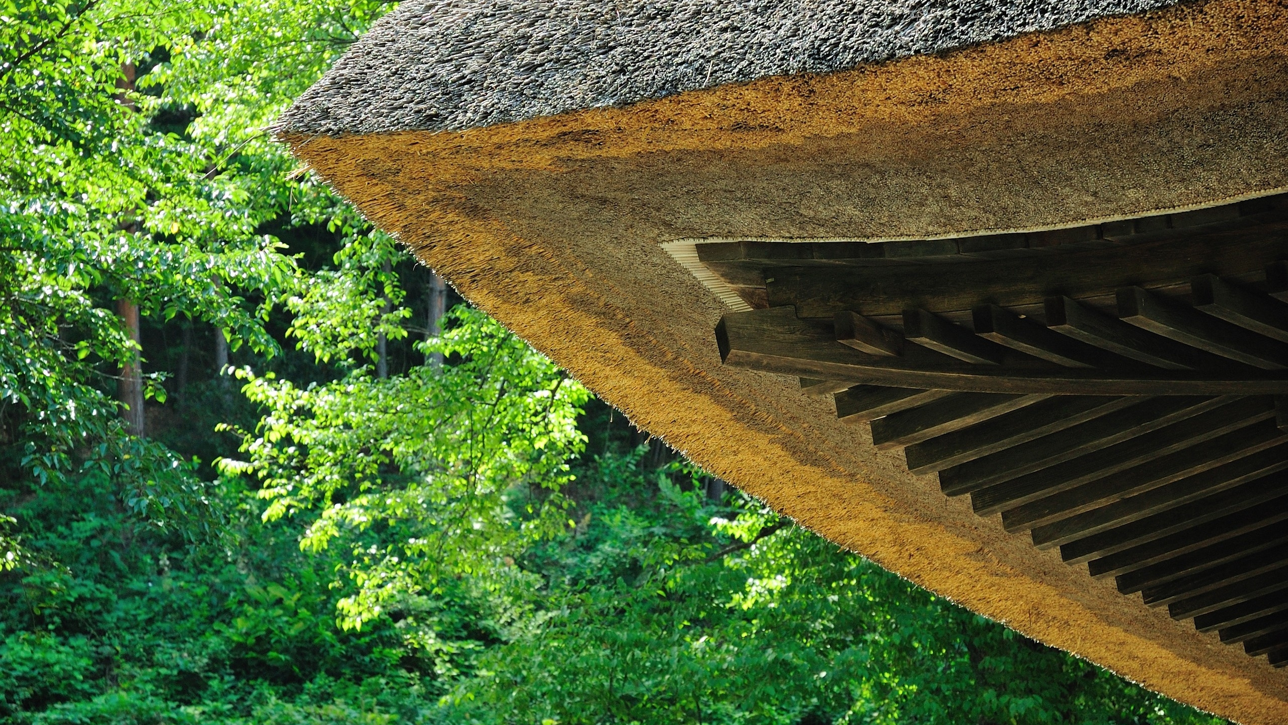 Обои зеленый, крыша, дерево, лес, биом в разрешении 2560x1440