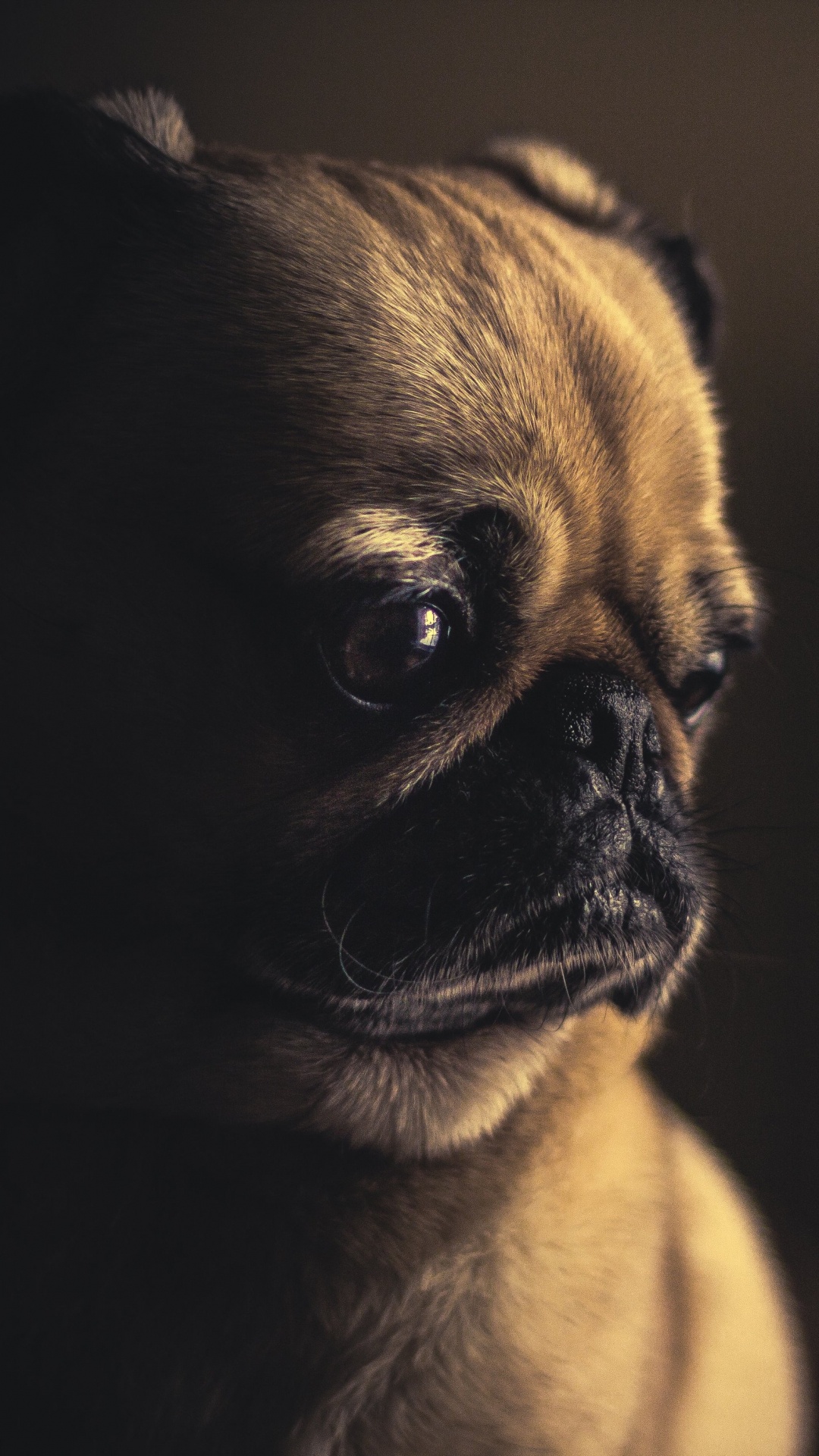 Обои мопс, щенок, пес, Псовые, морда в разрешении 1080x1920