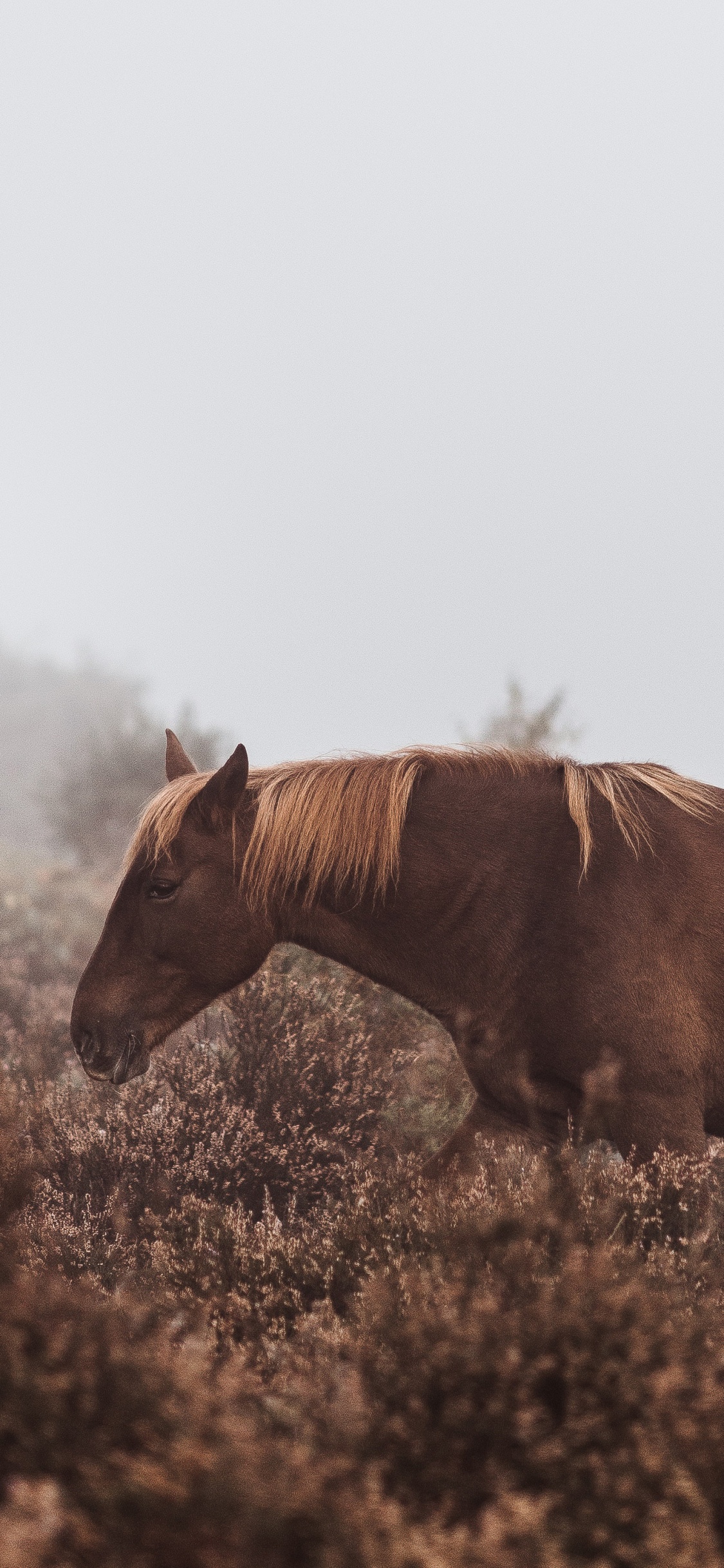 Обои конь, Мустанг лошадь, экорегион, живая природа, выгон в разрешении 1125x2436
