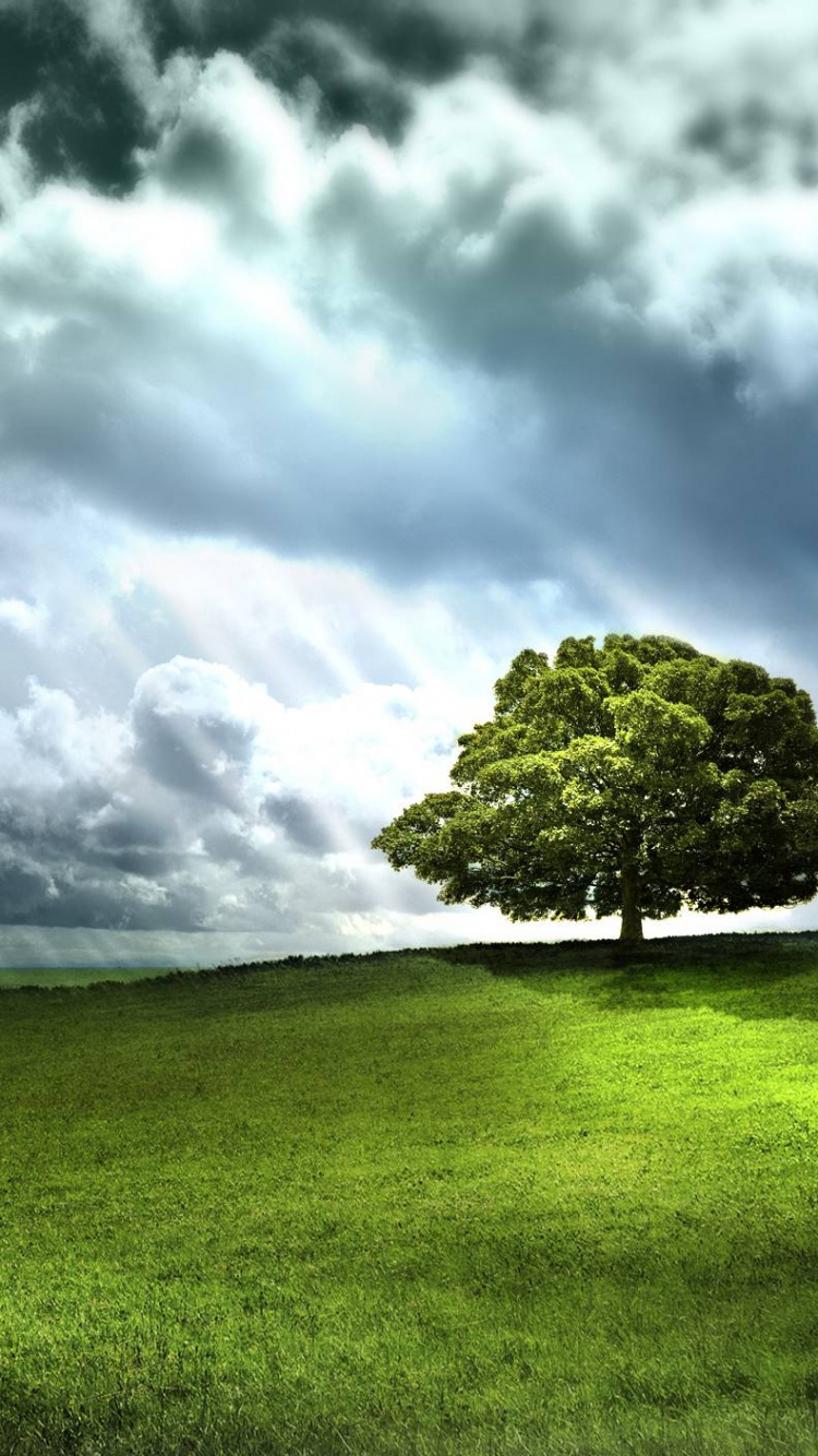 Обои asus, андроид, природа, сенокосное угодье, облако в разрешении 750x1334