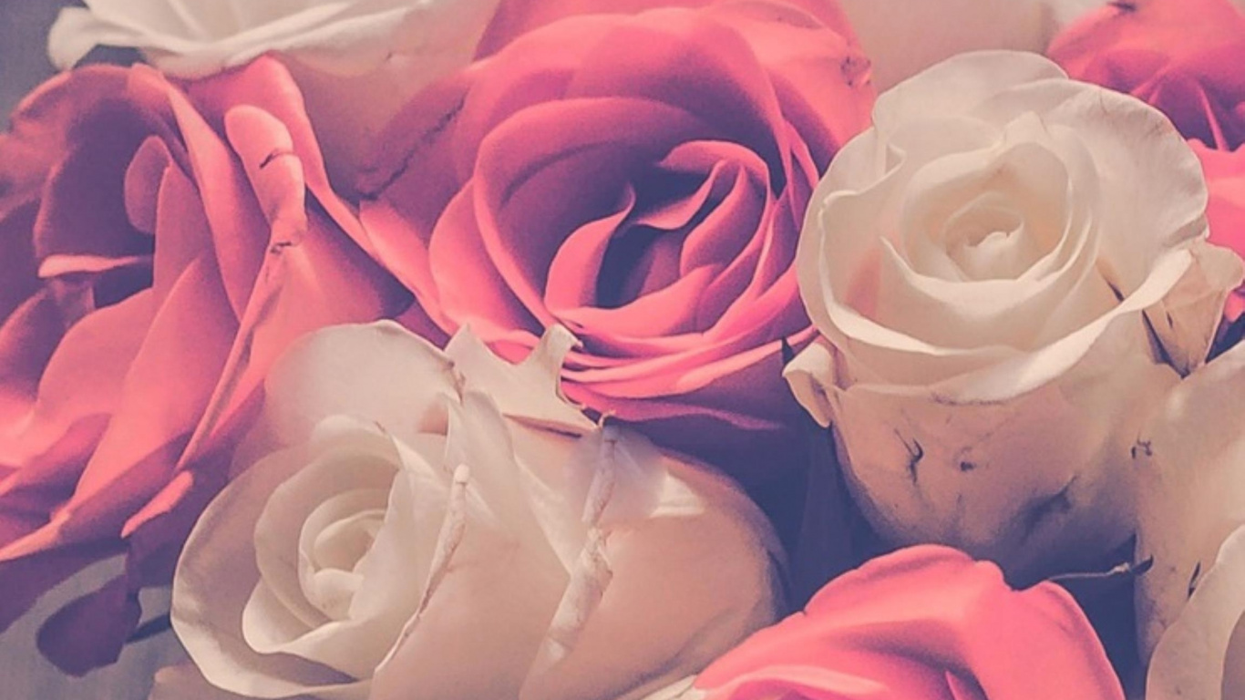 Обои сад роз, цветочный дизайн, цветок, Роза, розовый в разрешении 1366x768