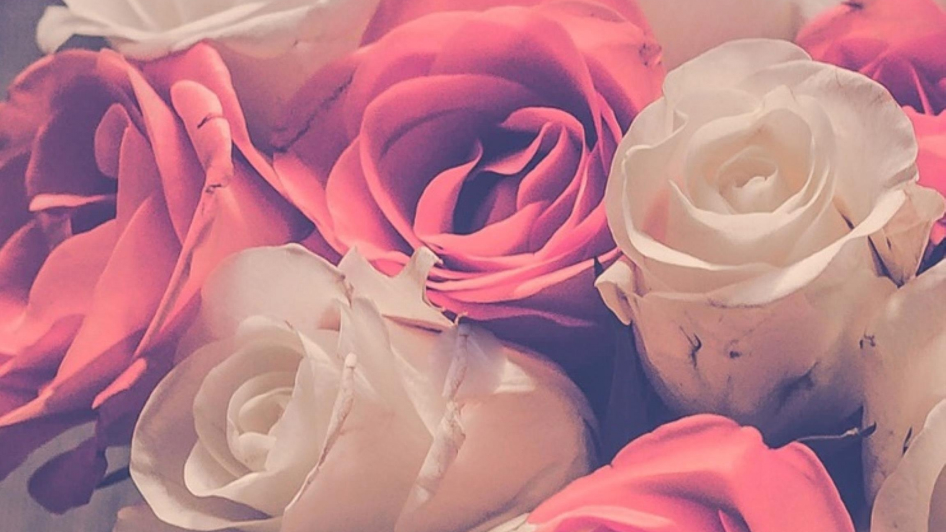 Обои сад роз, цветочный дизайн, цветок, Роза, розовый в разрешении 1920x1080