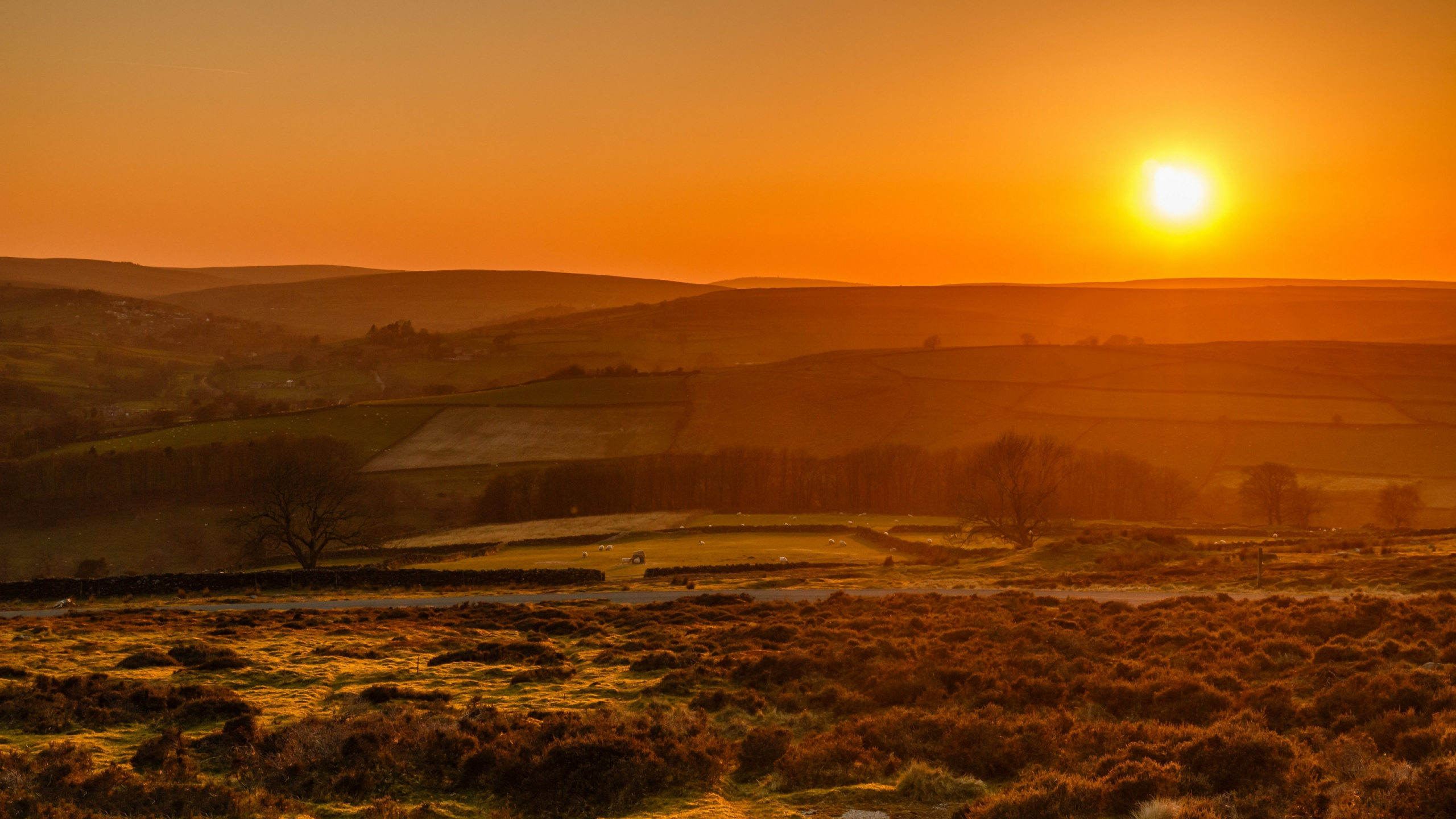 Обои природа, растение, атмосфера, растительное сообщество, послесвечение в разрешении 2560x1440