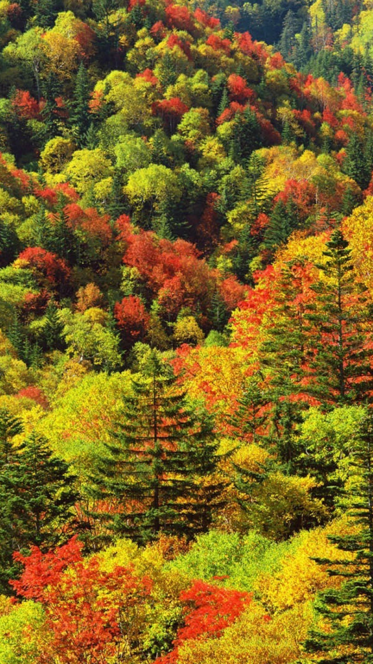 Обои японские леса осенью, осень, лес, Осенняя окраска листьев, дерево в разрешении 750x1334