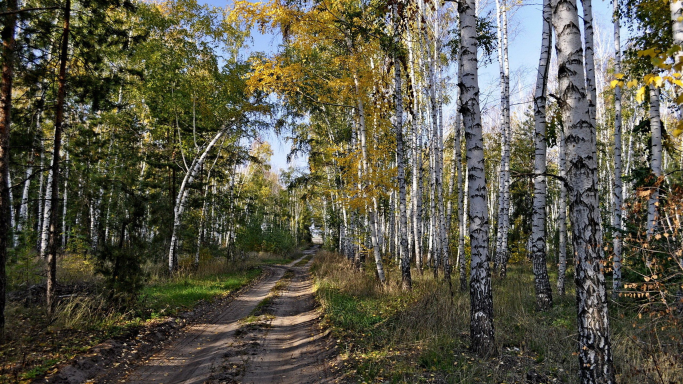 Обои лес, дерево, береза, осень, природный заповедник в разрешении 1366x768